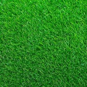 Close-up of Emerald Zoysia turf