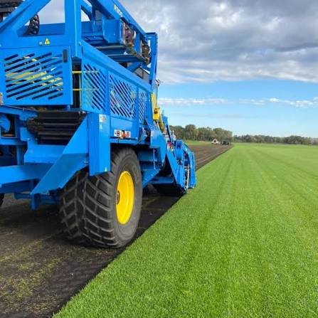 A sod harvester cutting fresh turf in the field