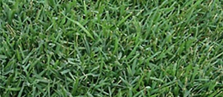 Close-up of Meyers Zoysia turf