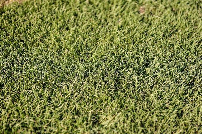Close-up of Tifway 419 Bermuda turf
