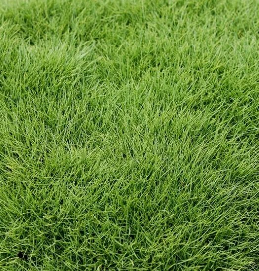 Close-up of Zeon Zoysia turf